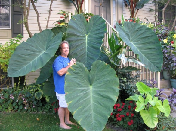 eddoe ، elephant ear ، dasheen